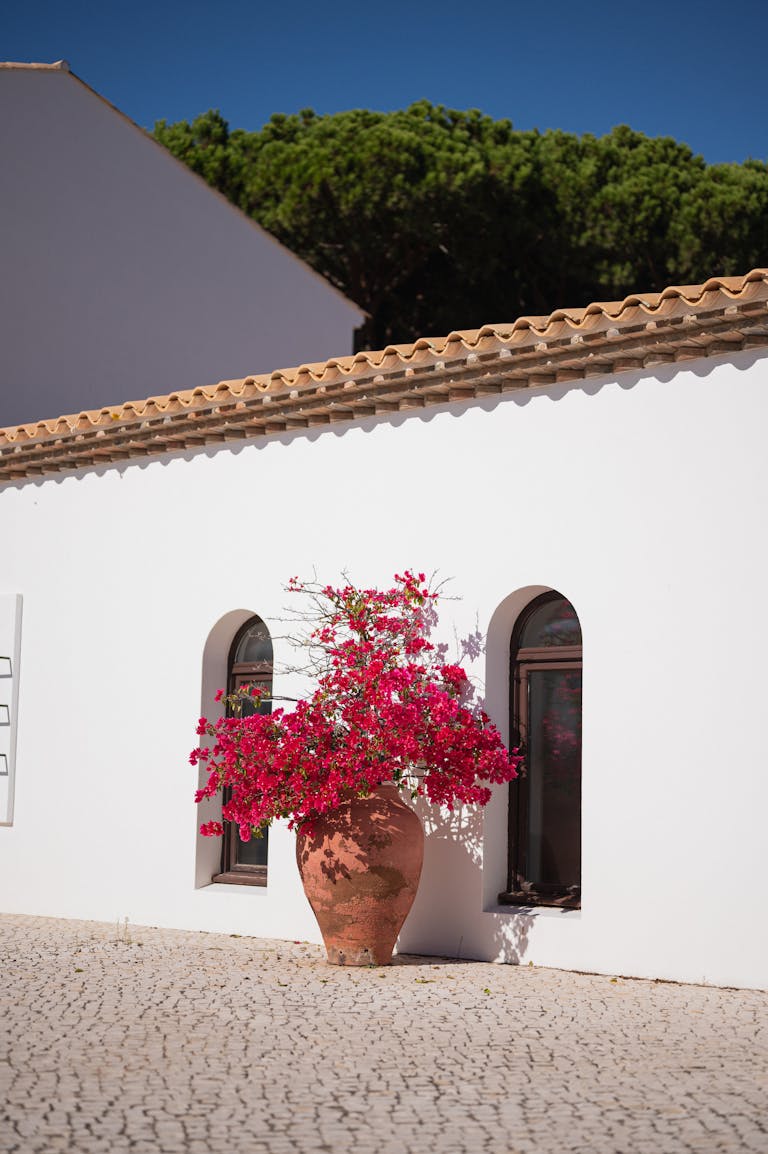 Sunlit Albufeira street featuring vibrant flowers against white walls. Perfect for travel and architecture themes.